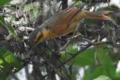 Anabacerthia-lichtensteini