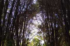 caminho