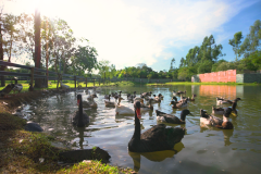 Dreams-Eco-Park-1