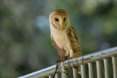 Dreams-Eco-Park-24