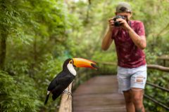 Fotografando-um-tucano