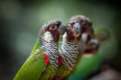 Periquito-cara-suja-considerado-o-periquito-mais-ameaçados-de-extinção-das-américas