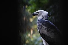 Refúgio-Biológico8
