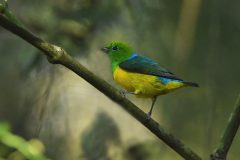 Chlorophonia-cyanea
