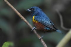Euphonia-pectoralis