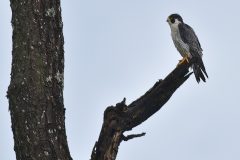 Falco-peregrinus