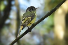 Leptopogon-amaurocephalus