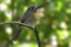 Nonnula-rubecula
