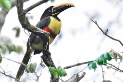 Pteroglossus-castanotis2