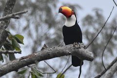 Ramphastos-toco