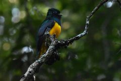 Trogon-chrysochloros