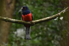 Trogon-surrucura-M